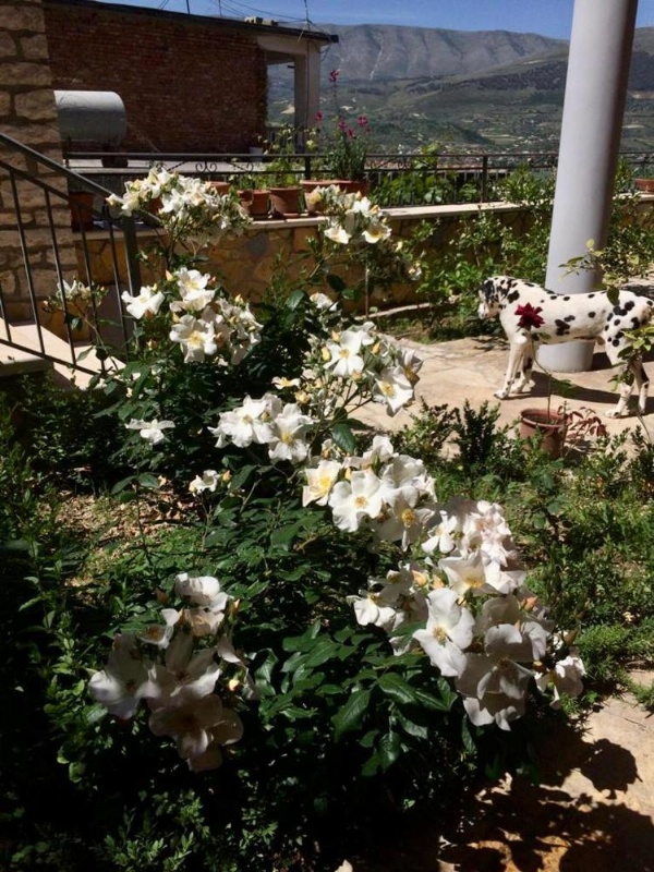 Guesthouse Villa Rosa Berat image 139